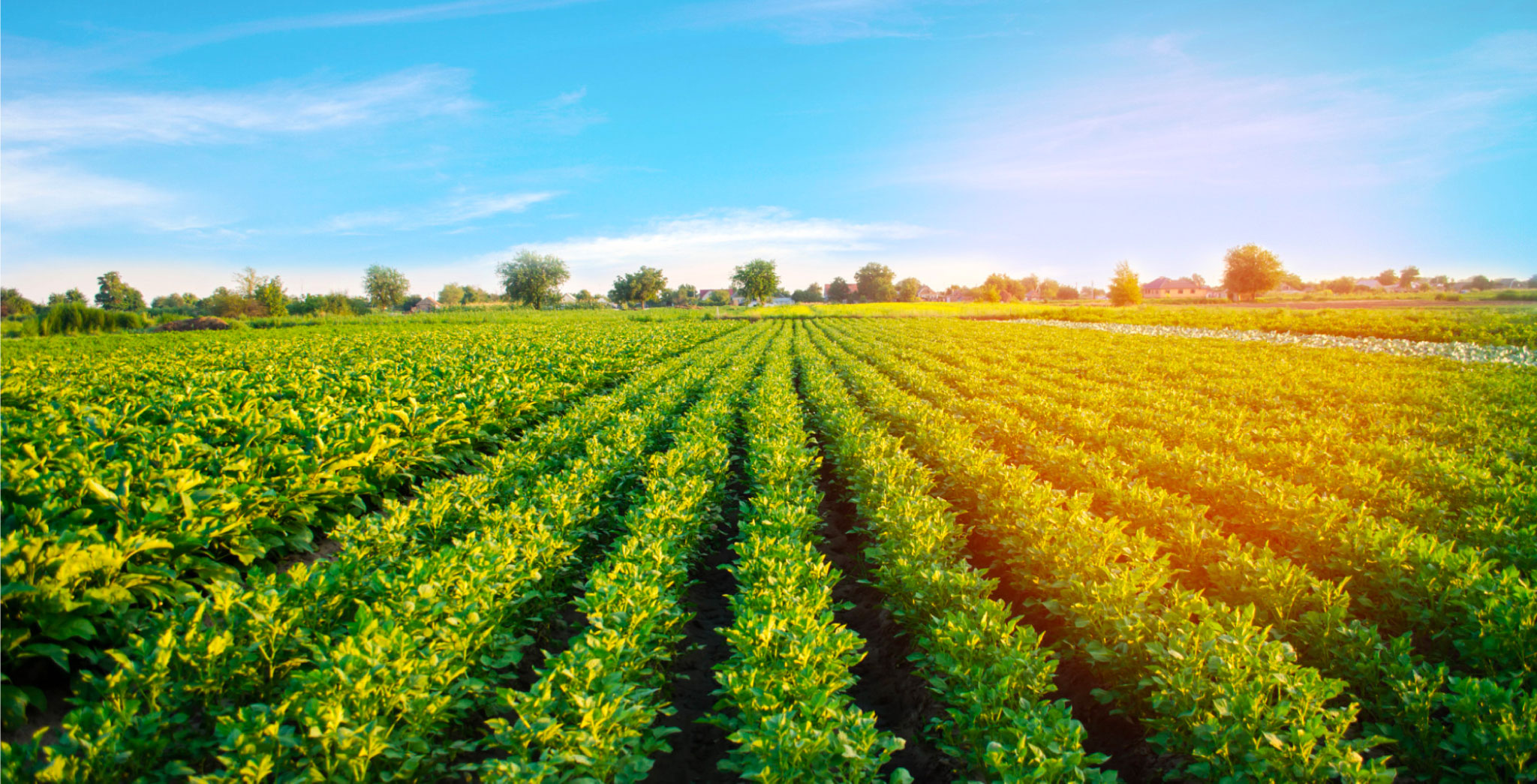 Tarım ve Hayvancılık'da yapay zeka kullanımı 2 surdur
